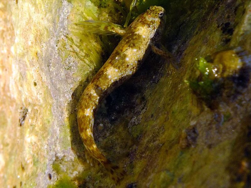 Coryphoblennius galerita da Marsiglia